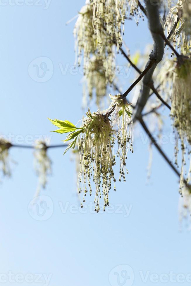 flowering maple tree photo