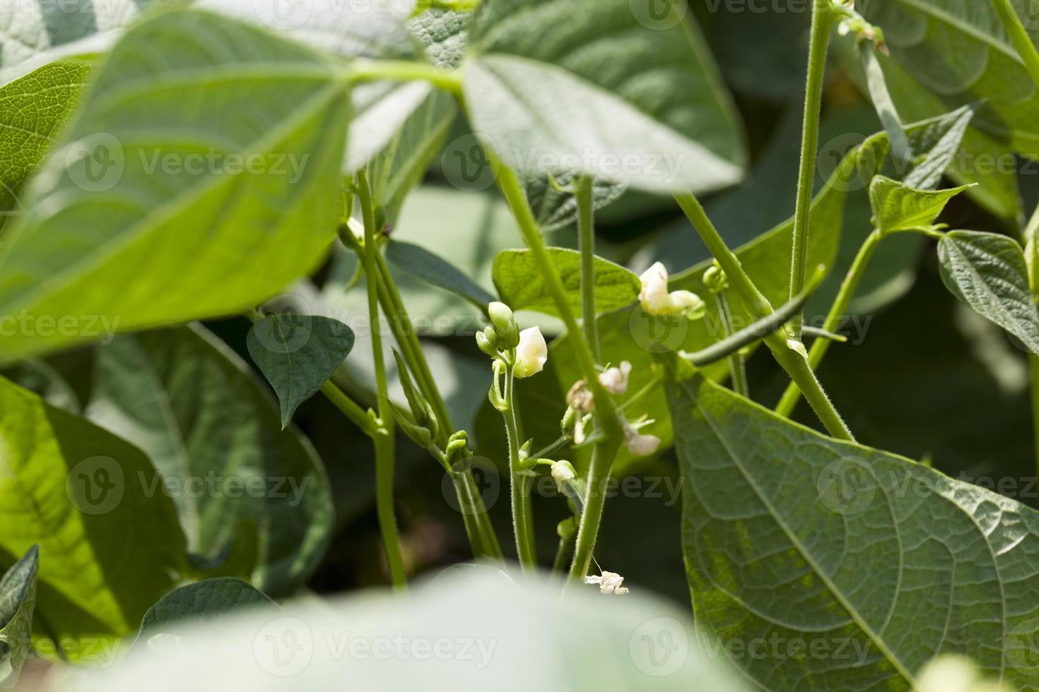 a bean blooming during growth photo