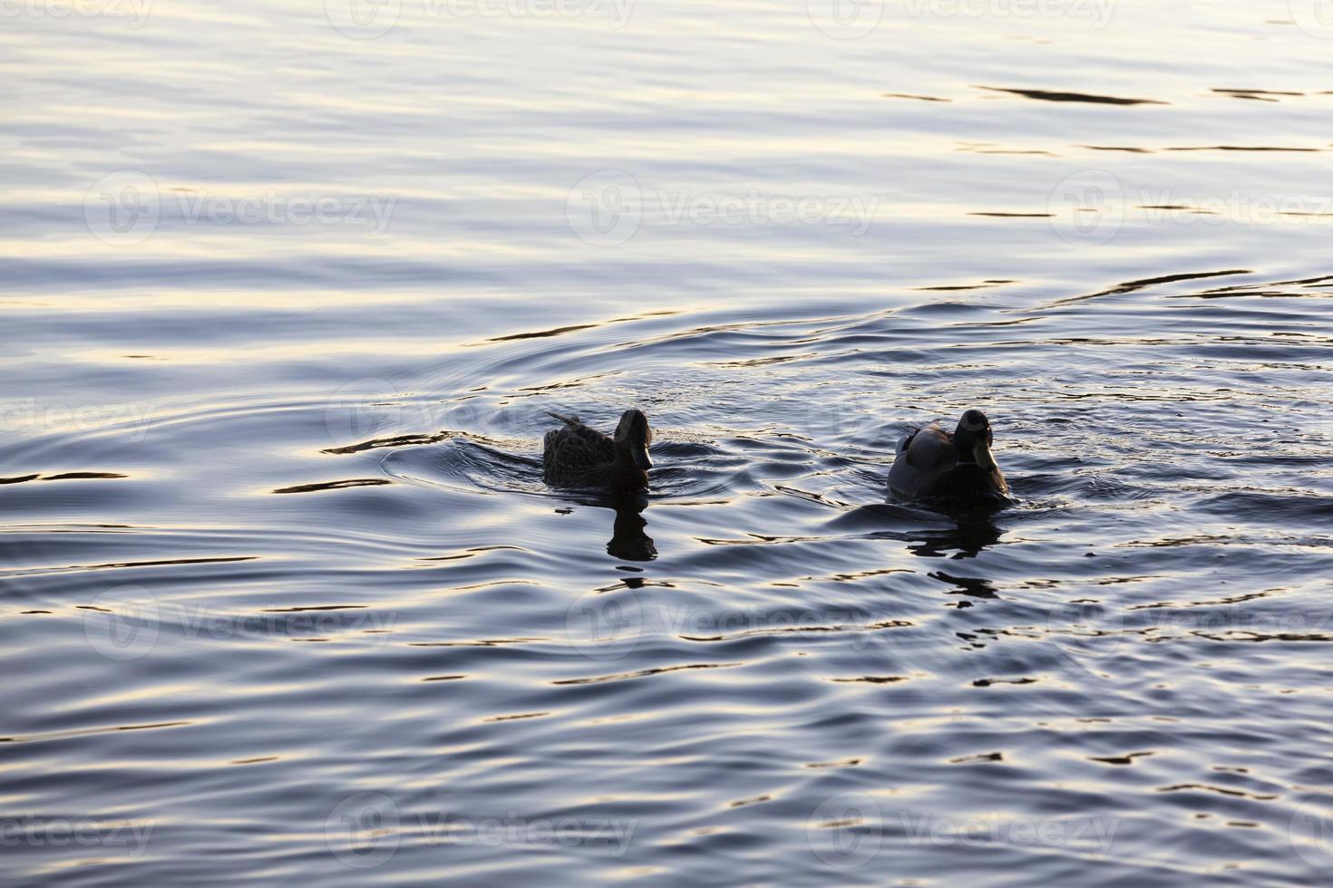 patos de aves acuáticas en primavera o verano, aves silvestres de aves acuáticas foto