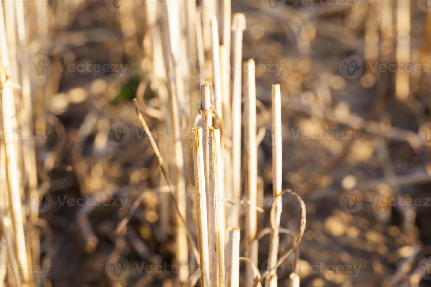 Field harvested wheat crop photo