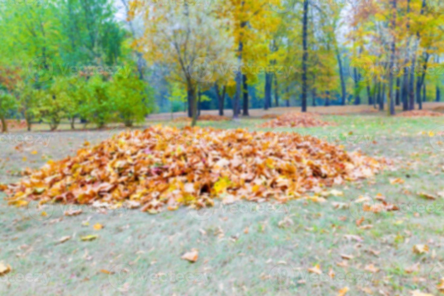 otoño en el parque foto