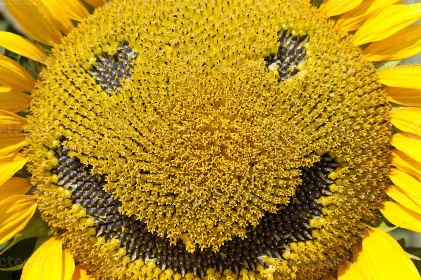 blooming sunflowers in the summer photo