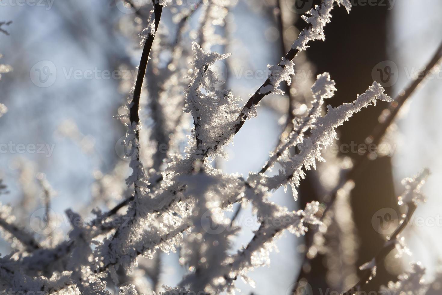 Winter time of the year photo