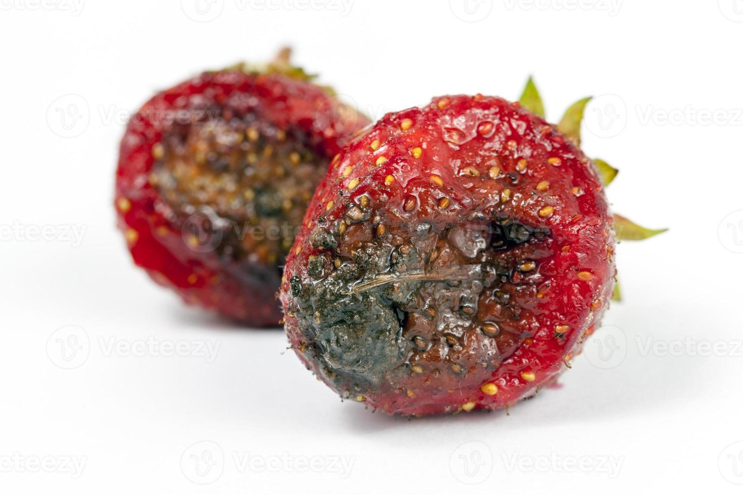 Rotten strawberry, close up photo