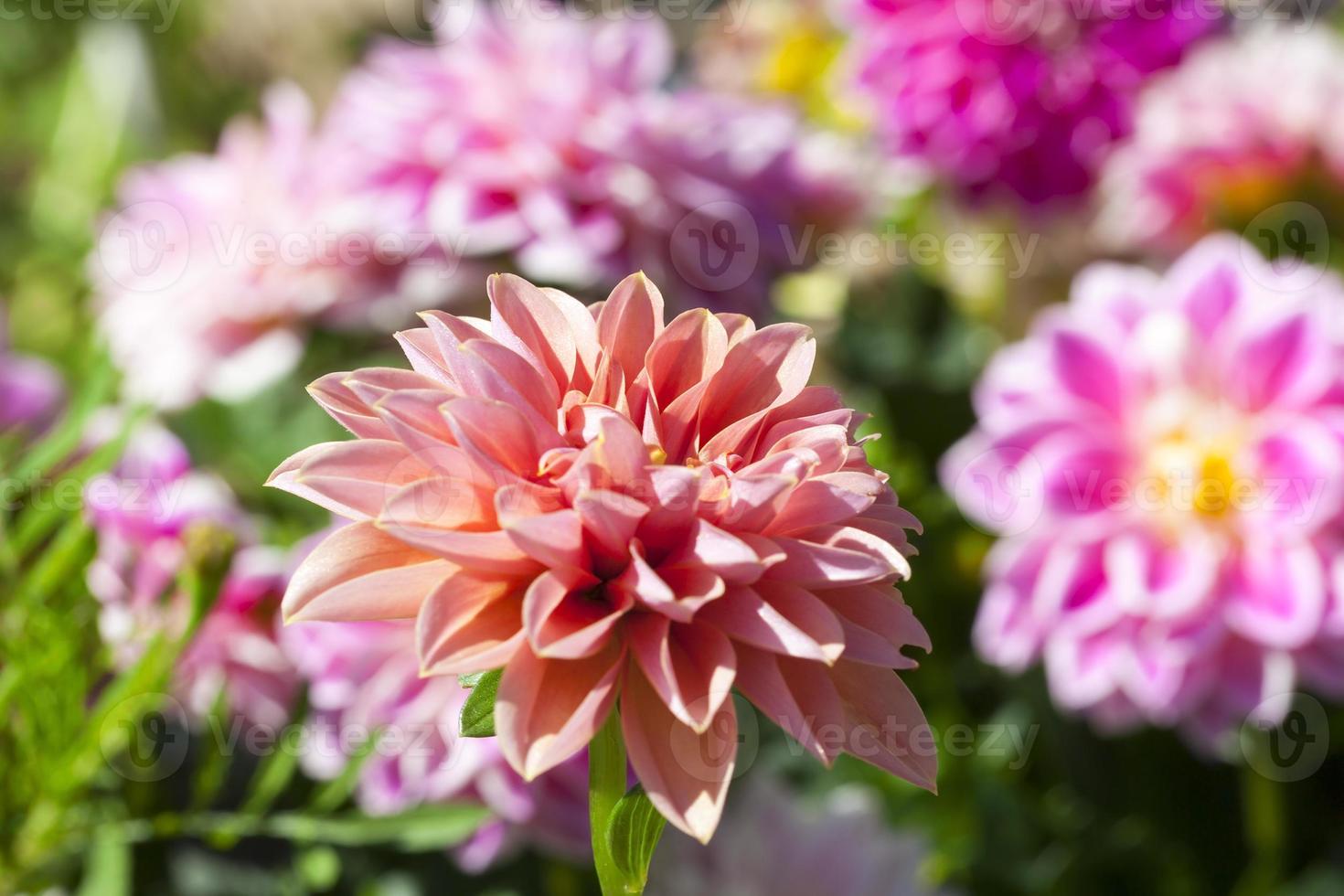 Colorful dahlia, close up photo