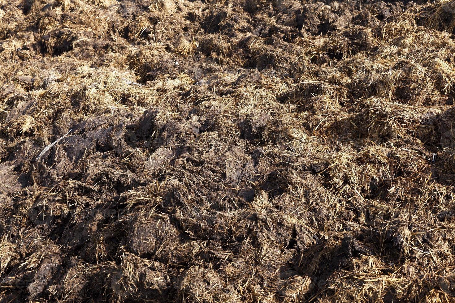 are landed in a pile of manure photo