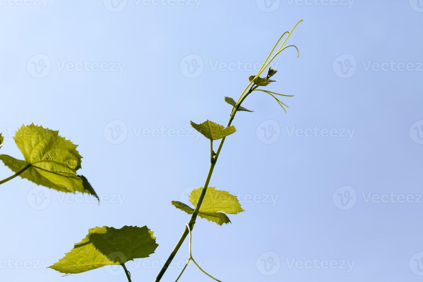 green leaves of grapes in the spring season photo