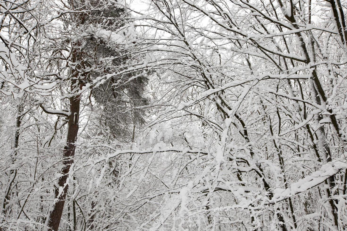 winter forest with trees without foliage photo