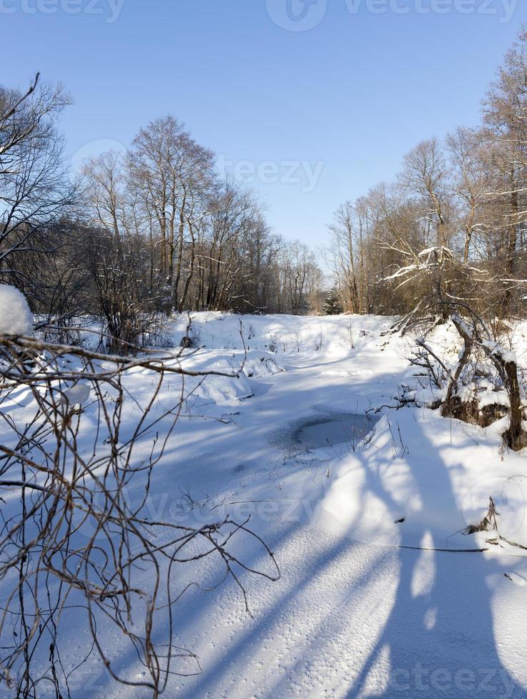 snow and ice covered trees photo