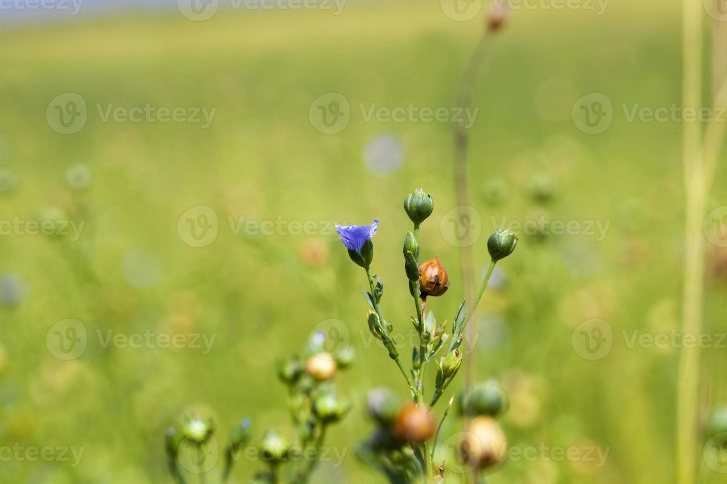 green flax ready for harvesting photo