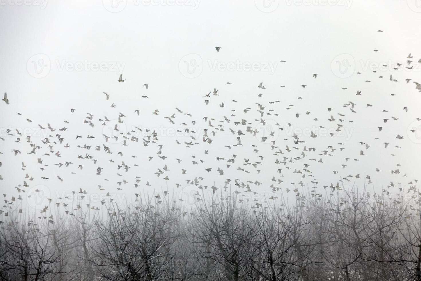 los árboles frutales son manzanos en la temporada de invierno foto