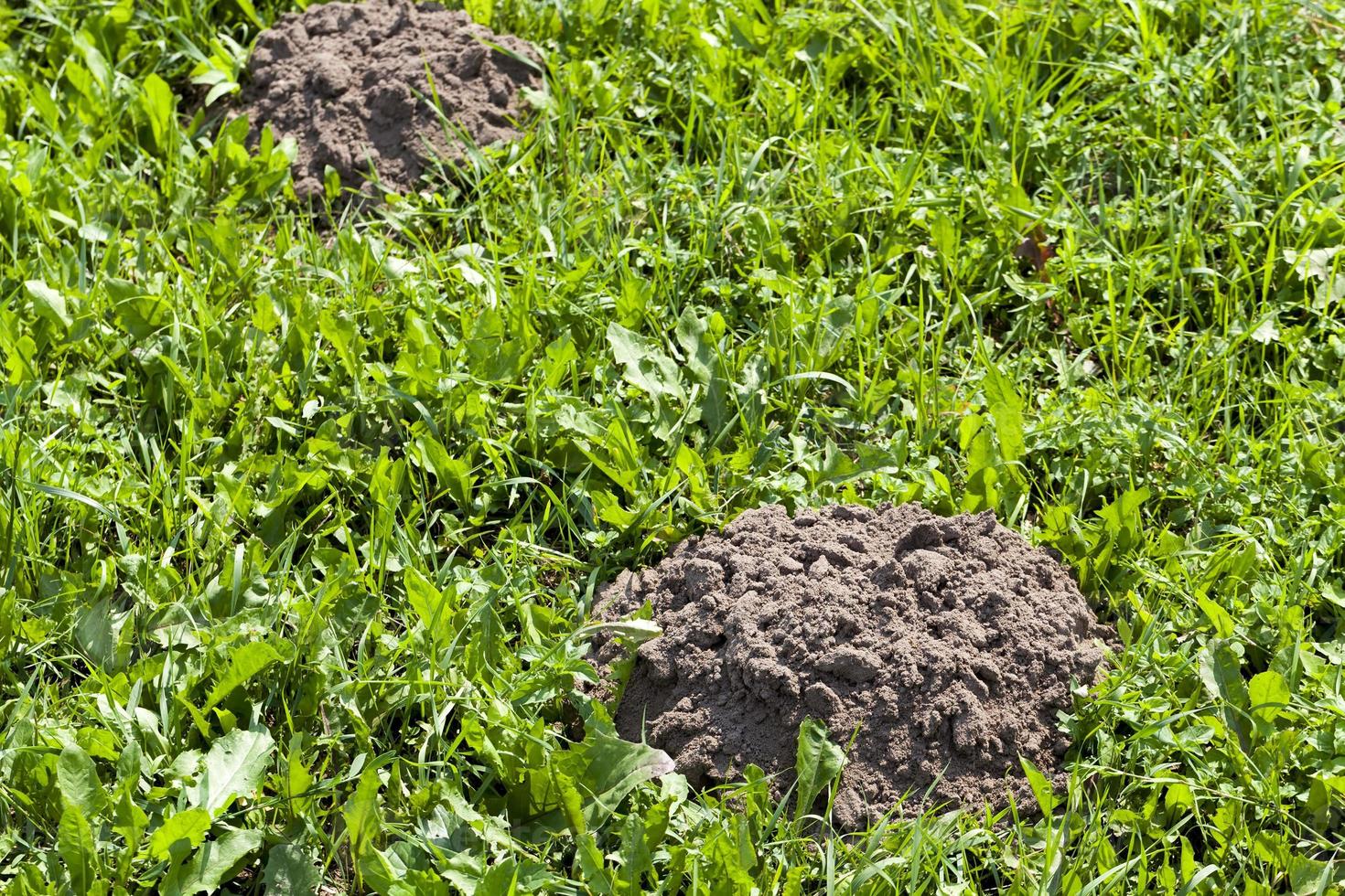 the soil dug by a mole on the territory of a field photo