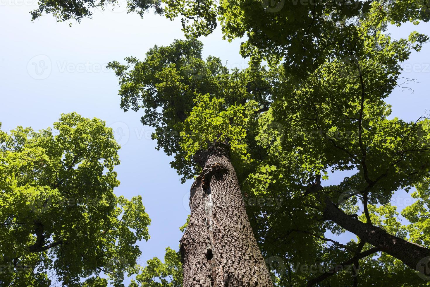 trees covered with green foliage in summer photo