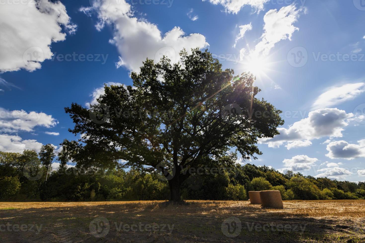 wheat field and oak in an agricultural field photo