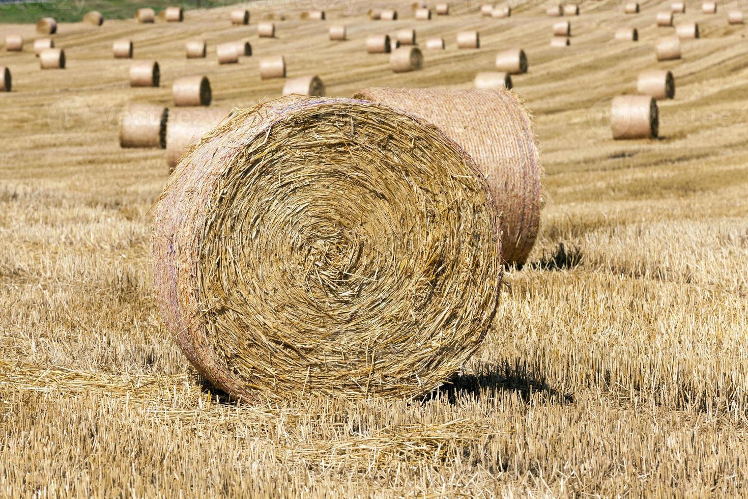 pilas de paja de trigo quedaron después de la cosecha de trigo foto