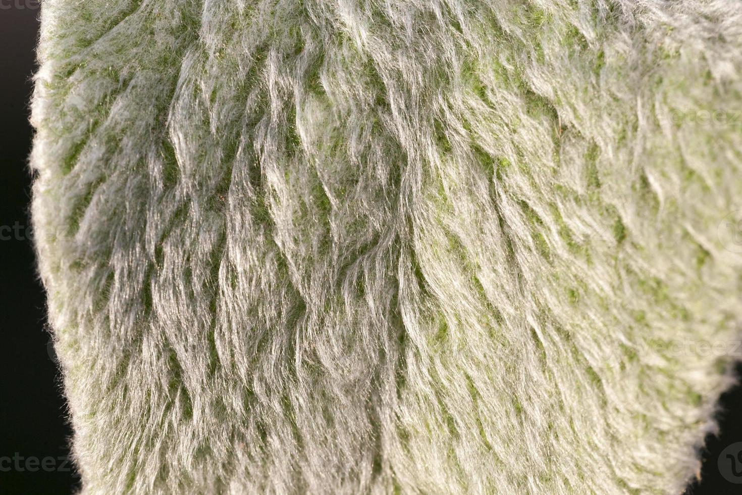 the leaves of flowers with a large number of hairs photo