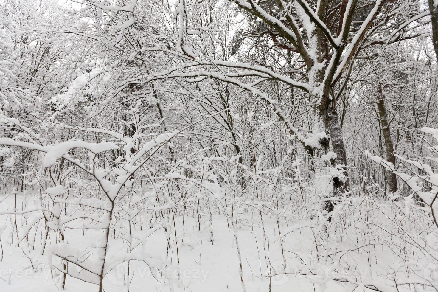 a large number of bare deciduous trees in the winter season photo