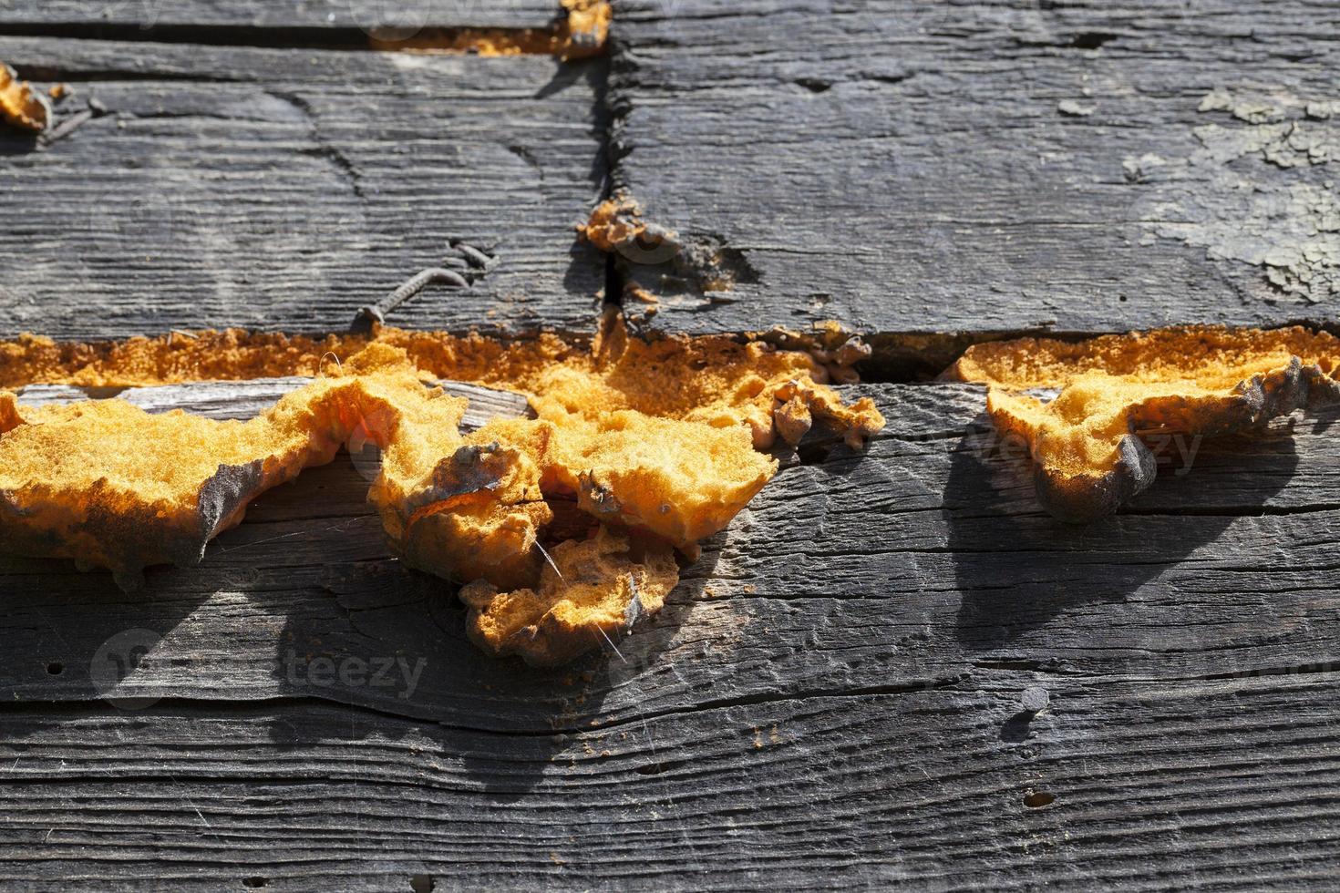 Yellowed mounting foam photo