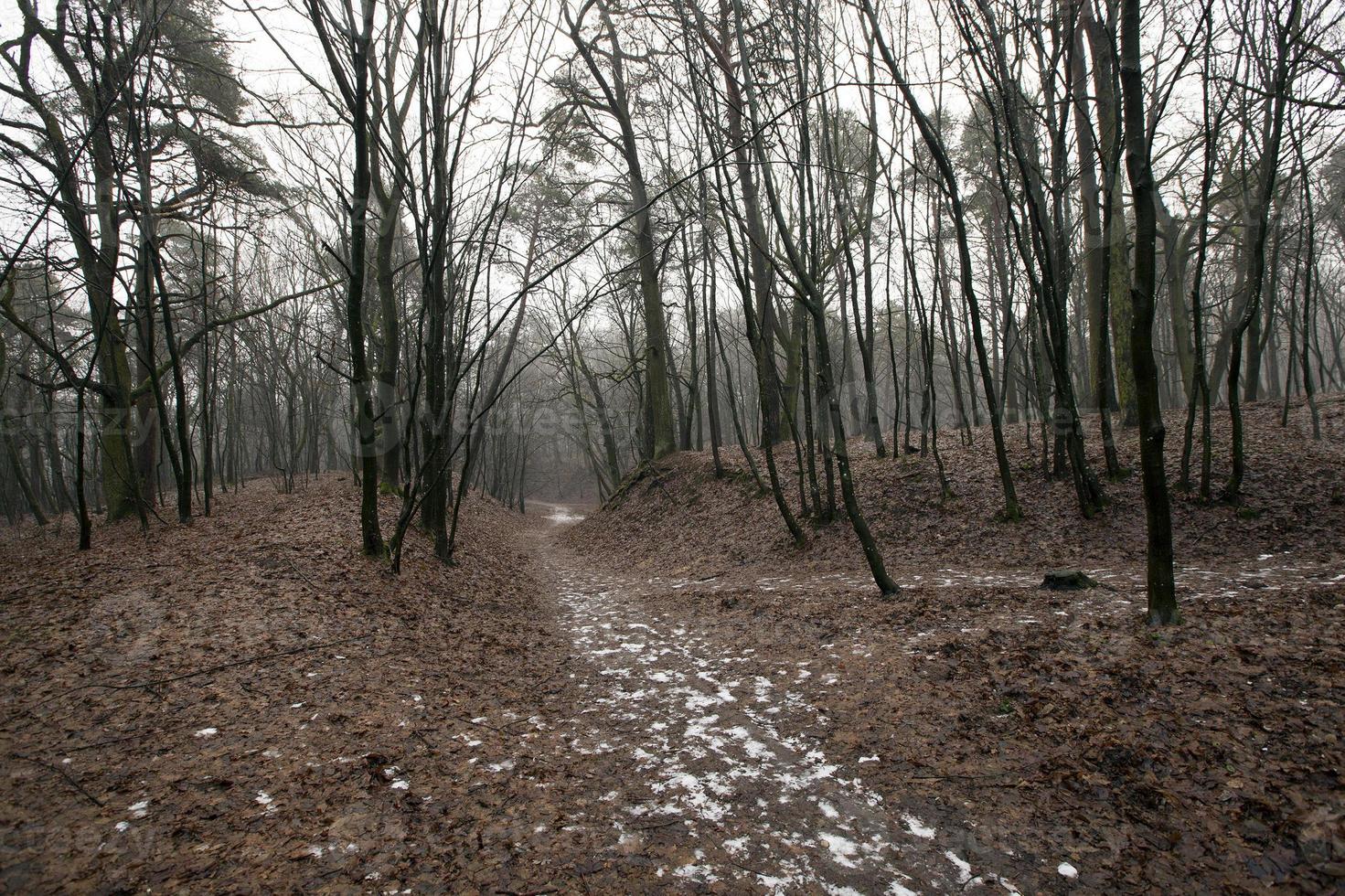 bosque de otoño sin árboles foto