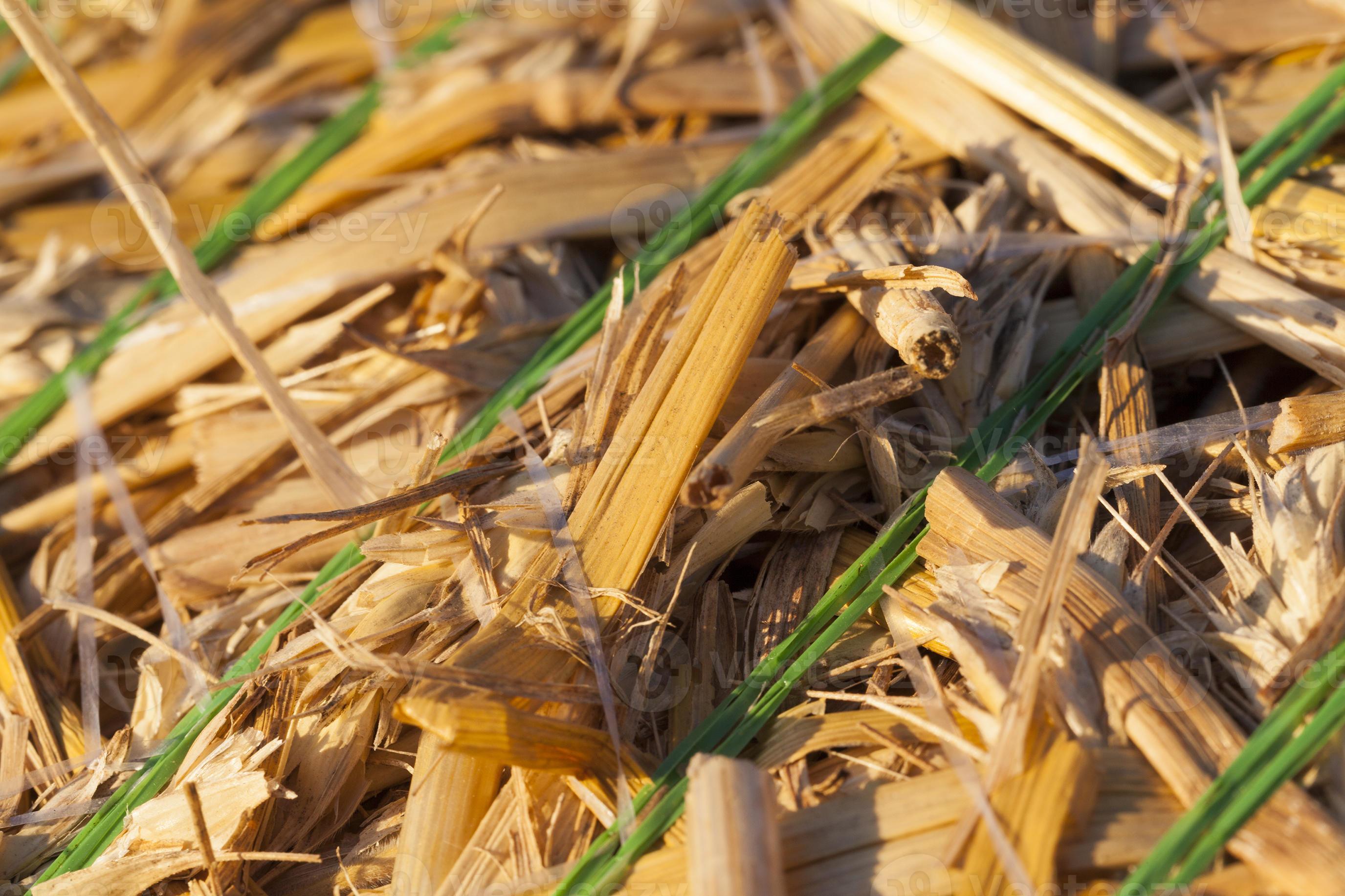 Tightly bound straw 9445066 Stock Photo at Vecteezy Tightly bound straw 9445066 Stock Photo at Vecteezy