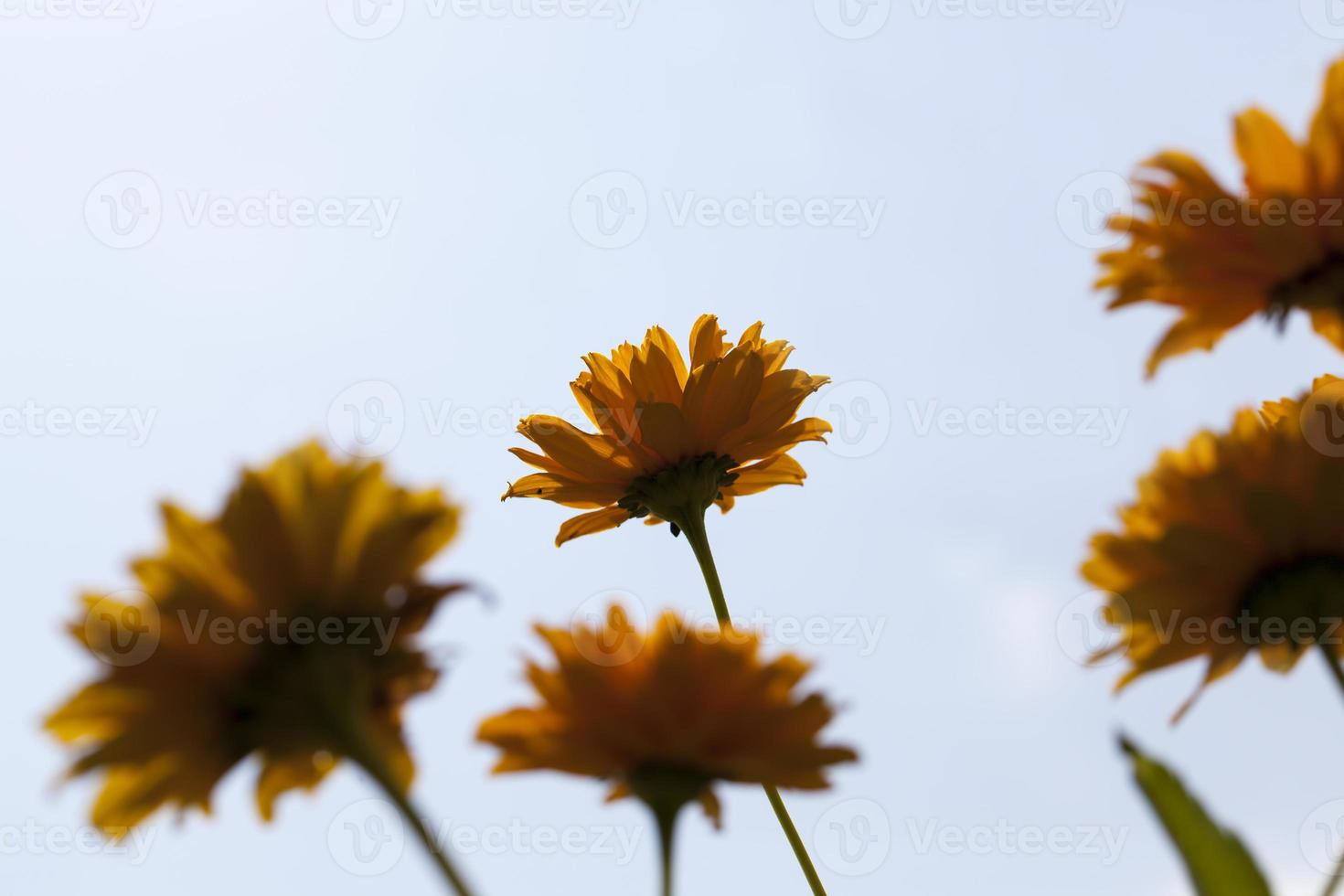 flores en la temporada de primavera foto