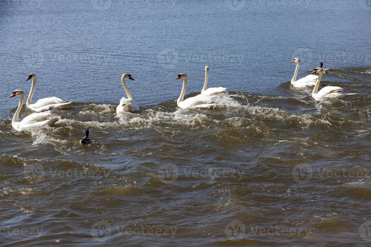 white Swan floating on the lake photo