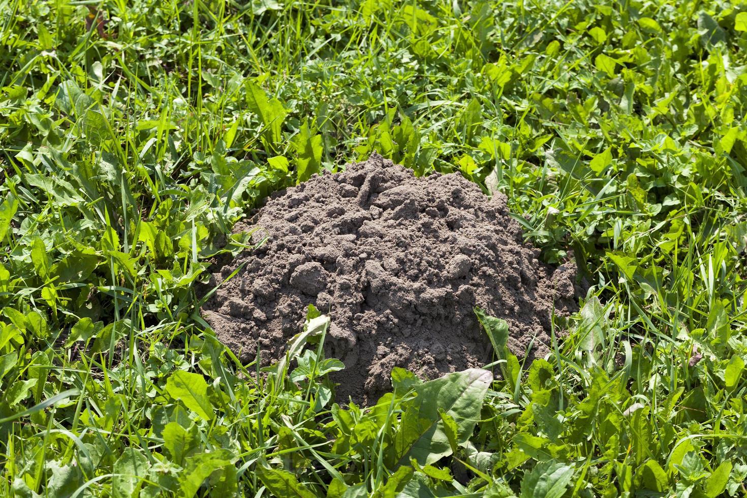 el suelo excavado por un topo en el territorio de un campo foto