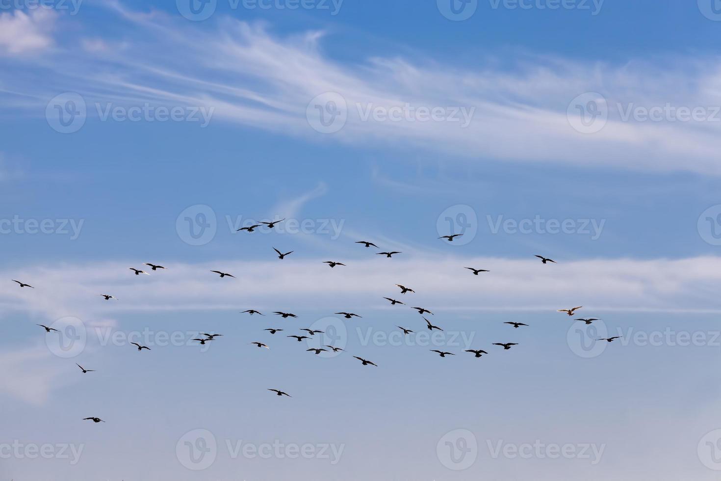 a flock of pigeons flying in the blue sky photo