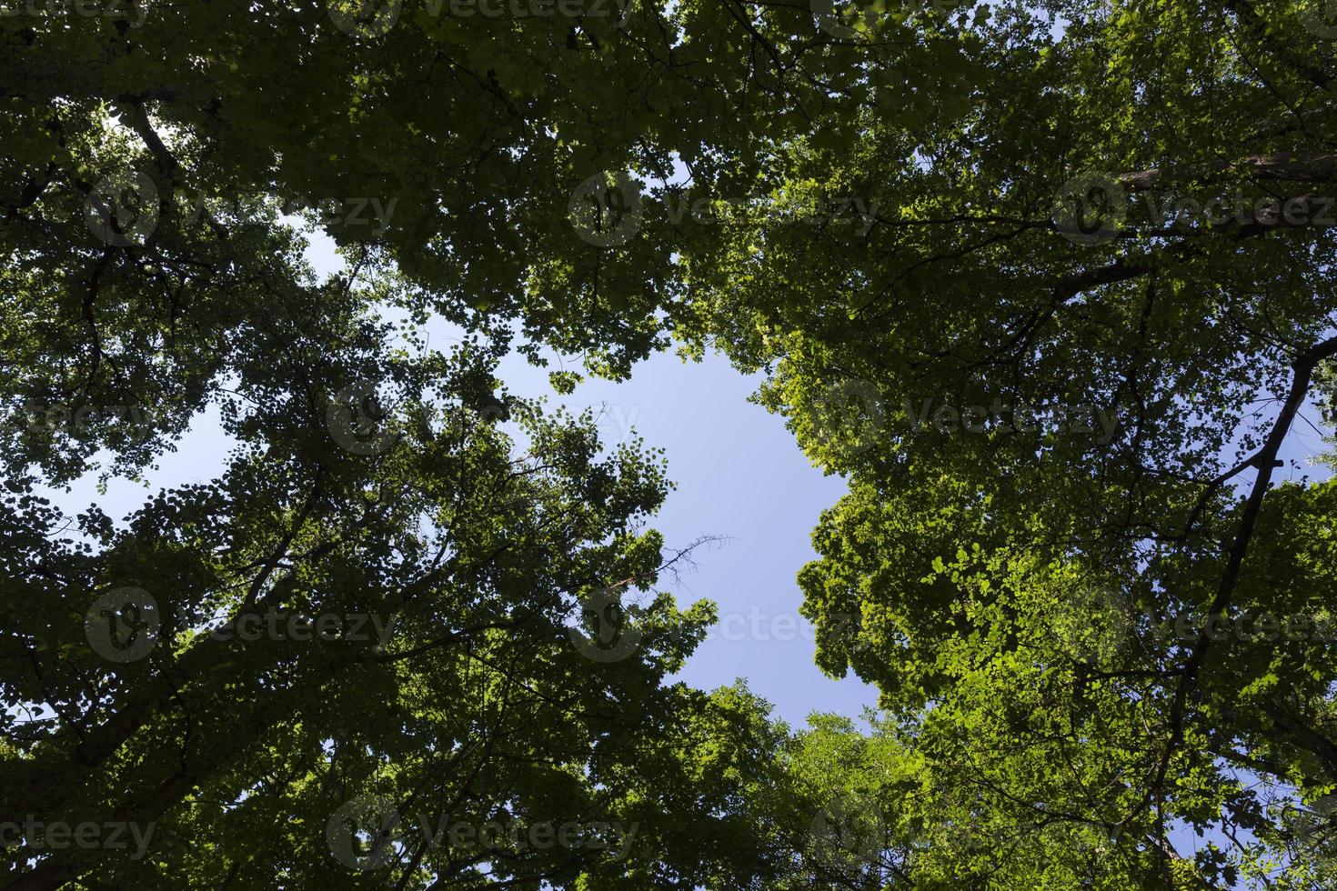 trees covered with green foliage in summer photo