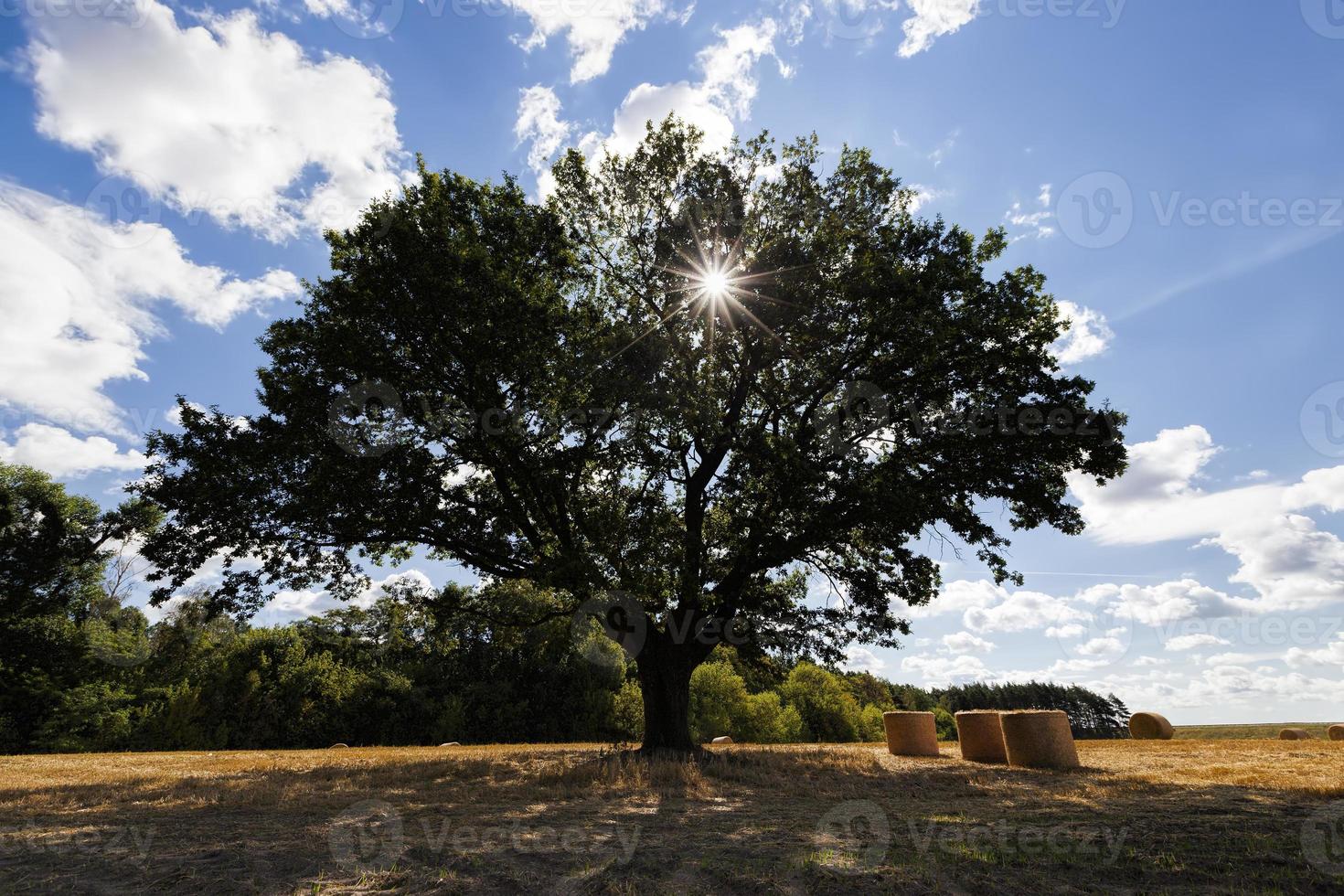 wheat field and oak in an agricultural field photo