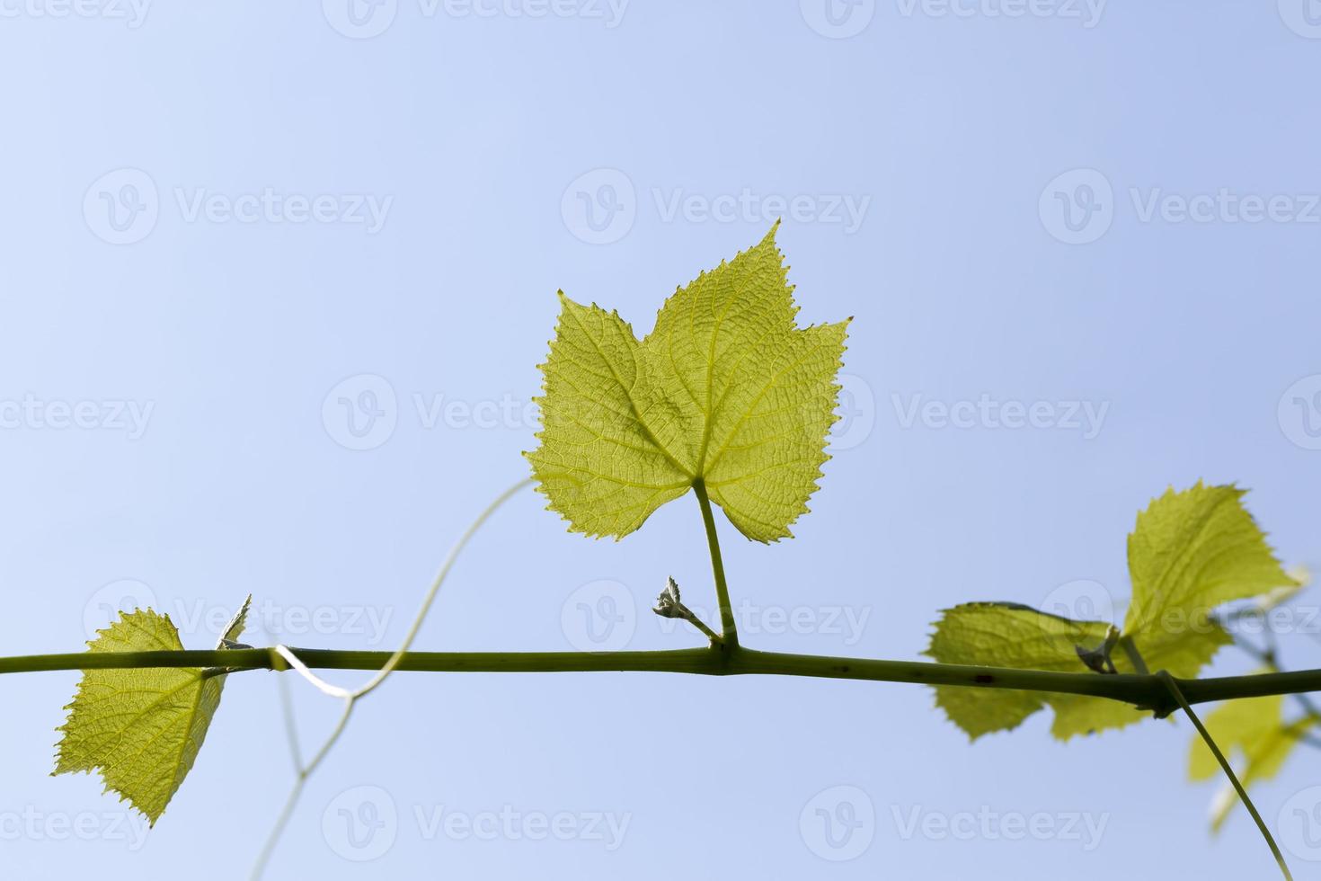 green leaves of grapes in the spring season photo