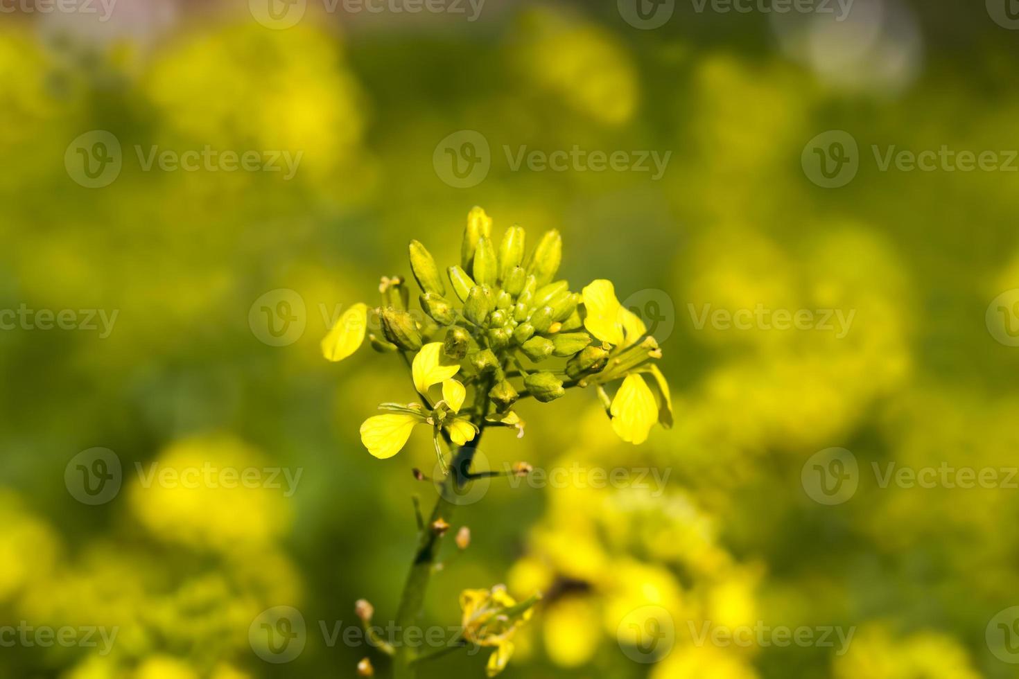 flores de mostaza en la temporada de primavera foto