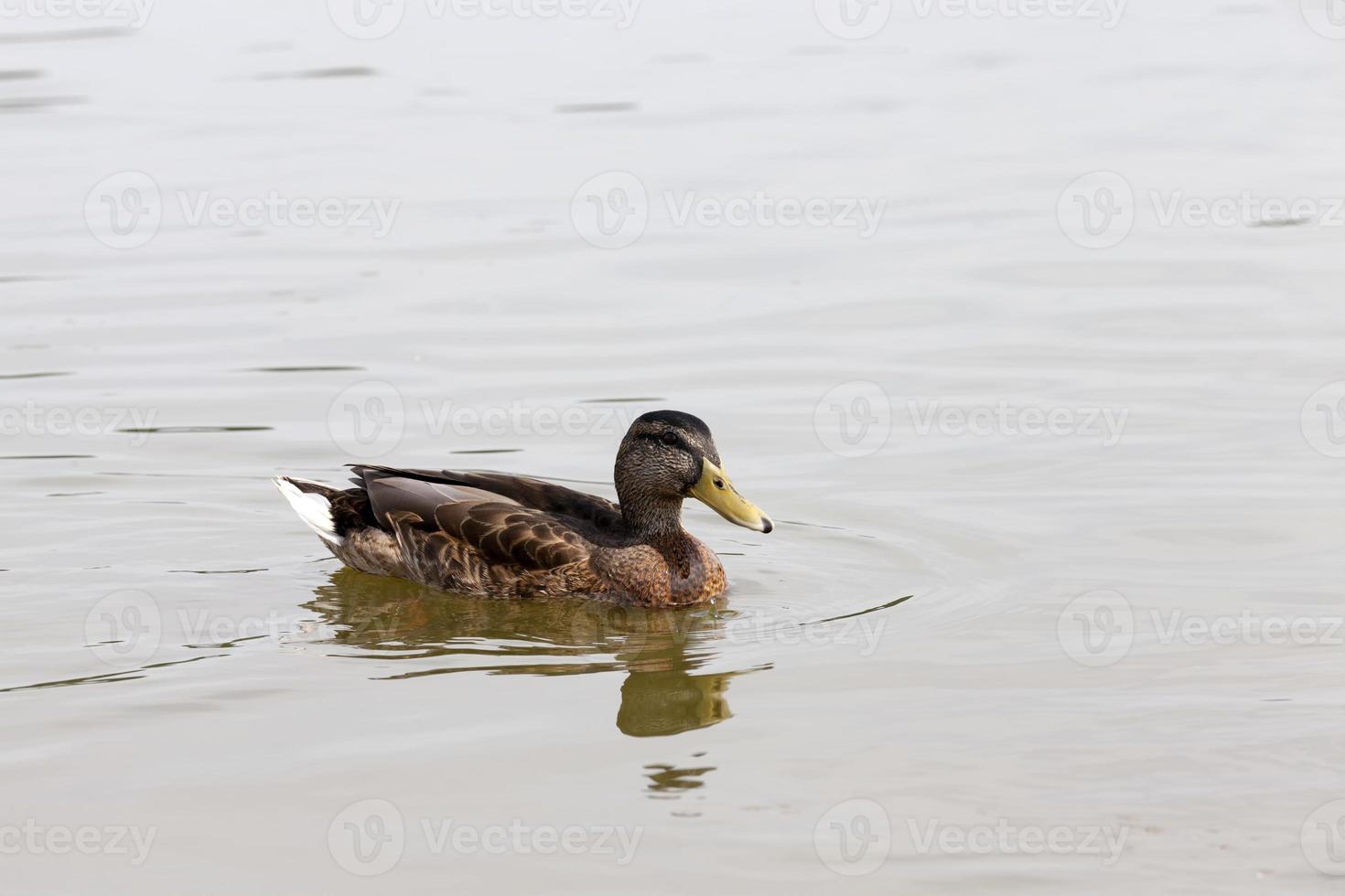 patos de aves acuáticas salvajes en la naturaleza foto