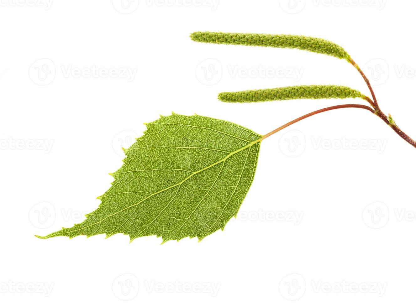 birch leaves on a white background photo
