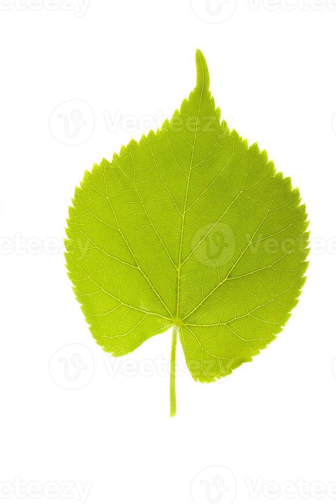 birch leaves on a white background photo