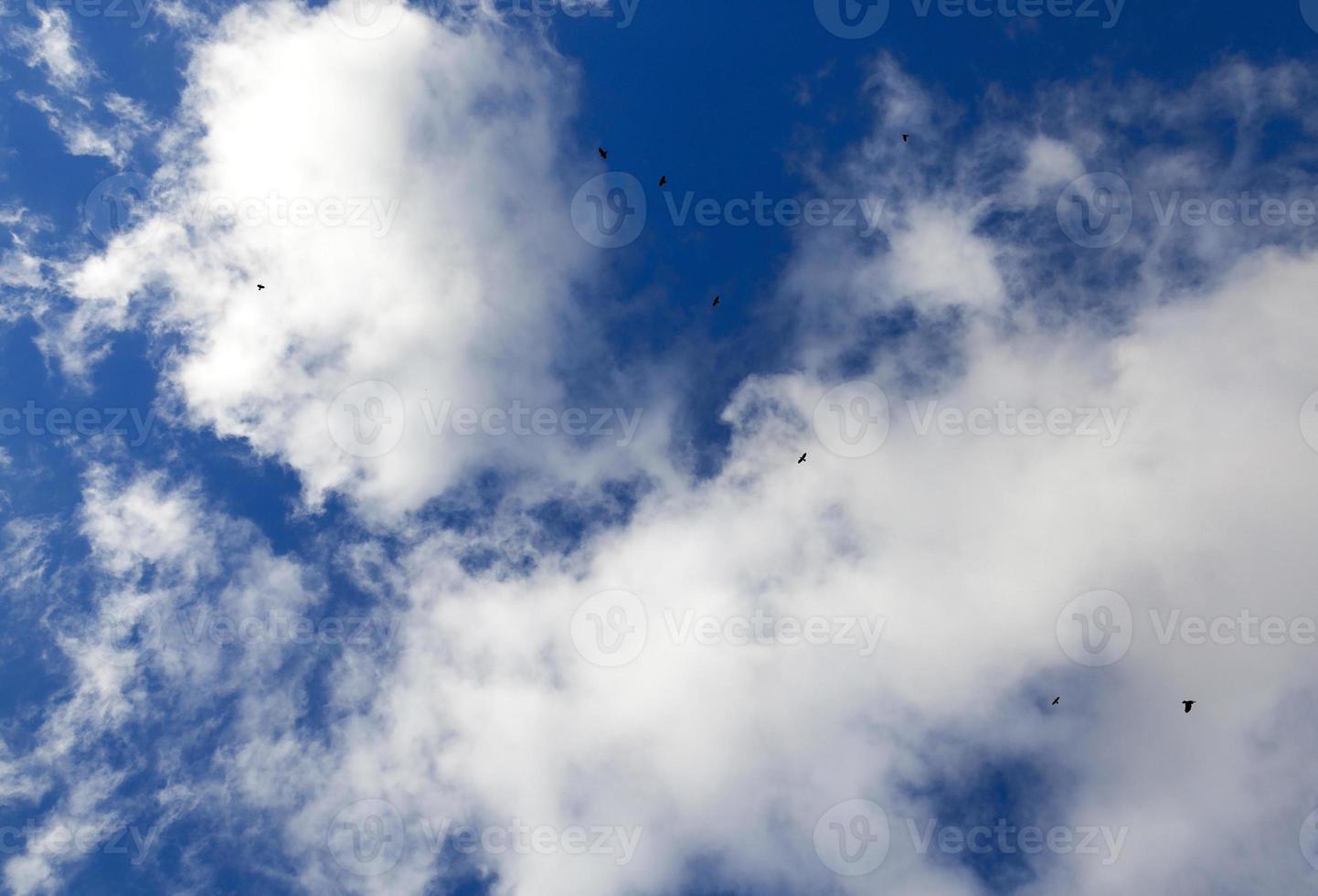 birds flying in the sky photo