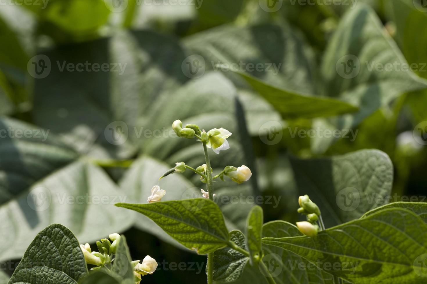 a bean blooming during growth photo