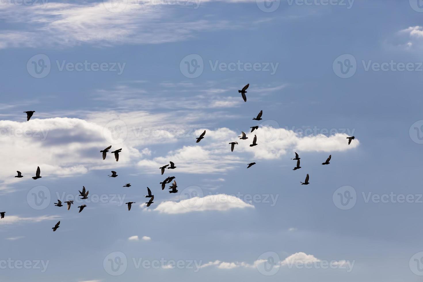 una bandada de palomas volando en el cielo azul foto