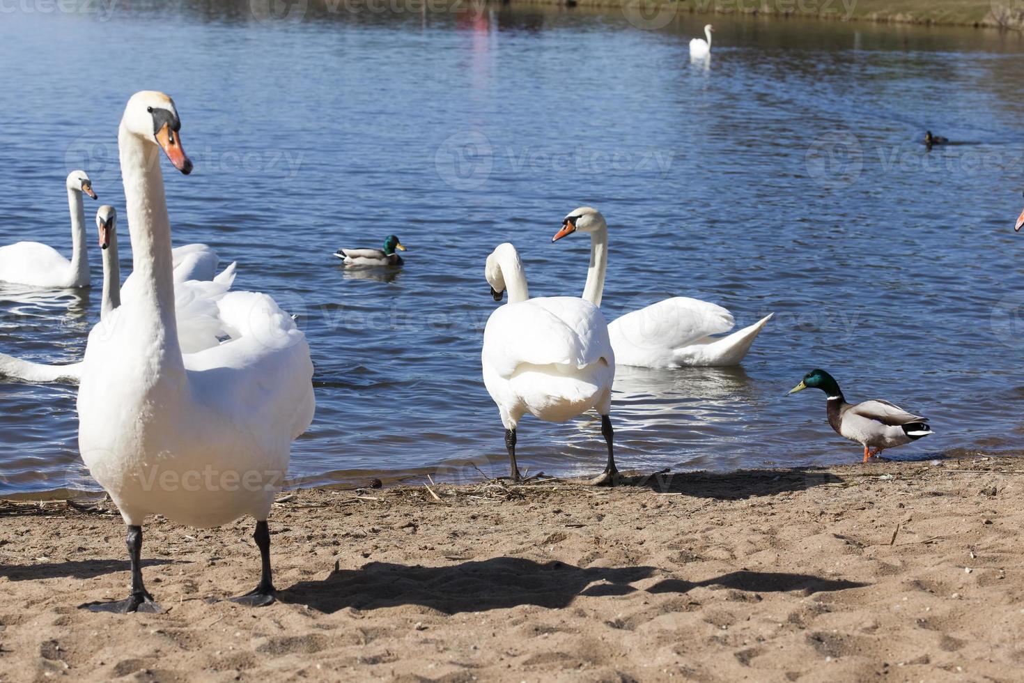 beautiful waterfowl Swan on the lake in the spring photo