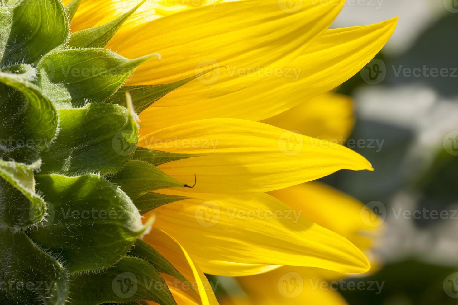 girasoles florecientes en el verano foto