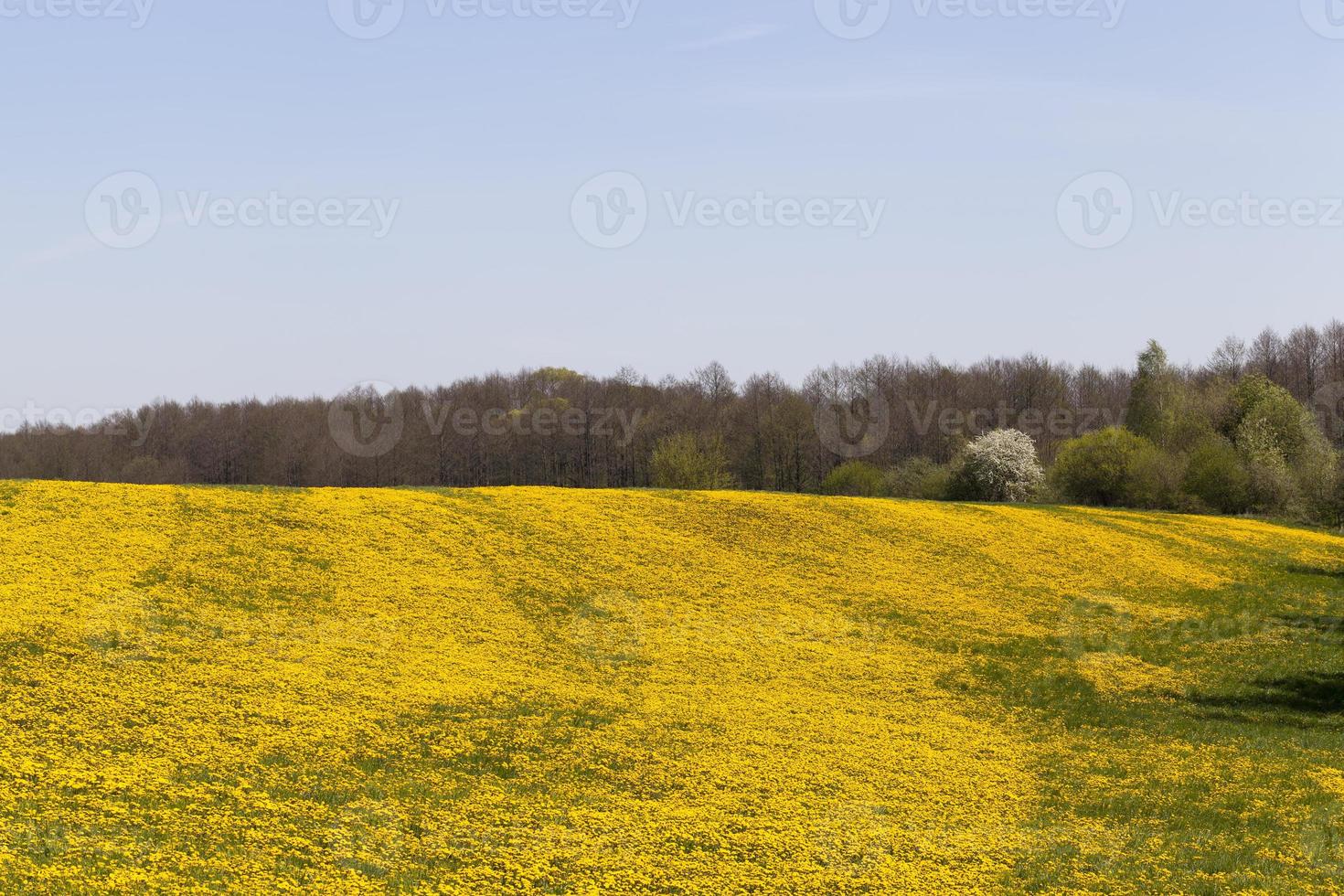 yellow dandelion flowers in the summer photo