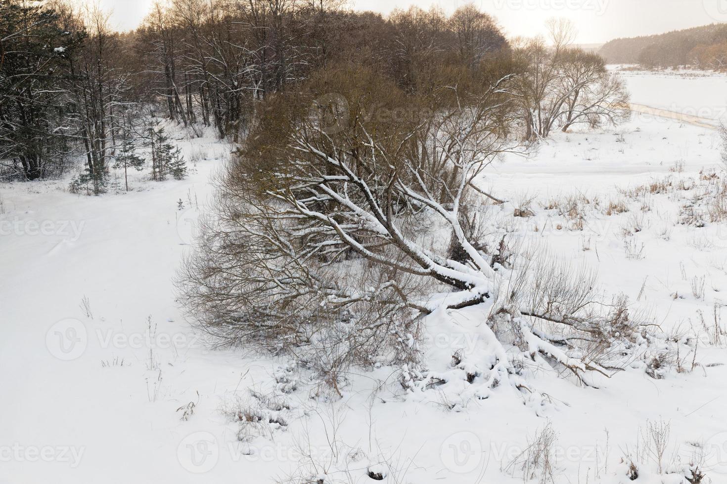 snow and ice covered trees photo