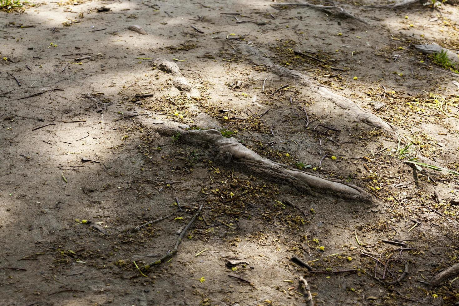 roots of tree, close up photo