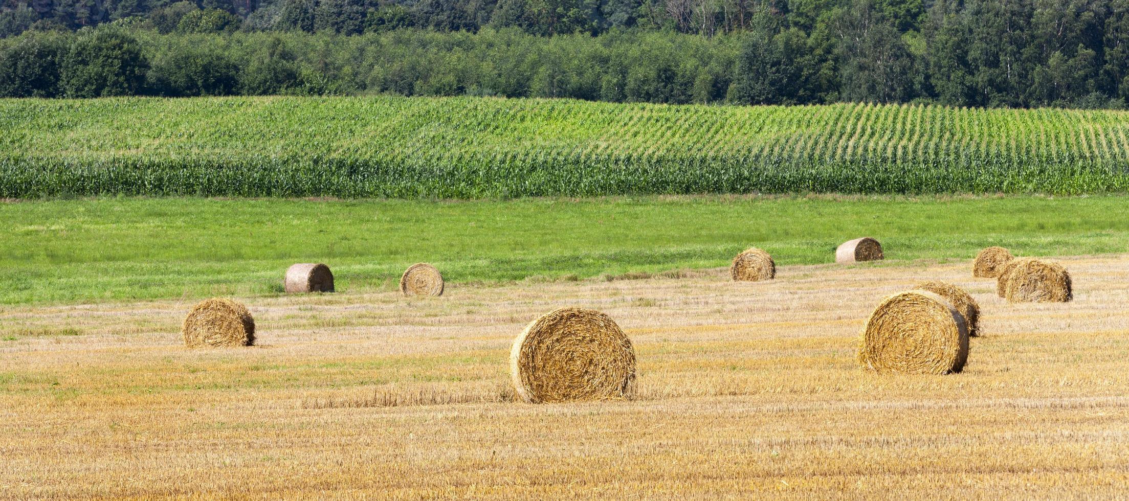 straw bales in a field photo