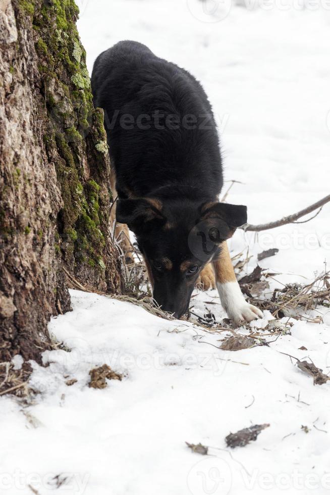 a lonely small dog in the winter season photo