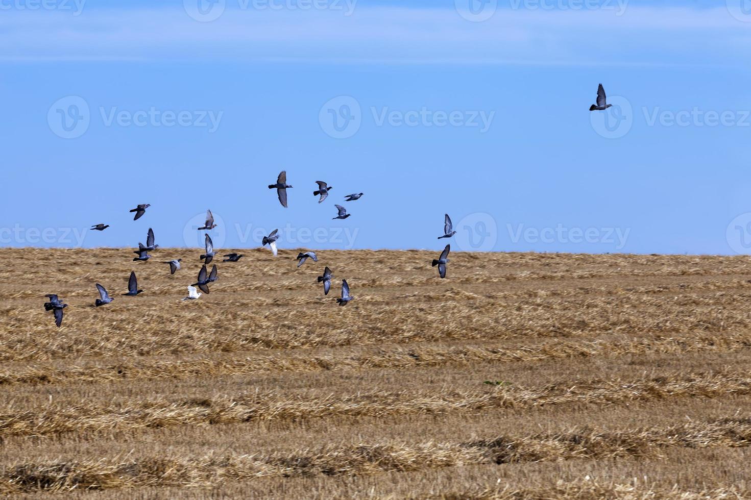 a flock of pigeons flying in the blue sky photo