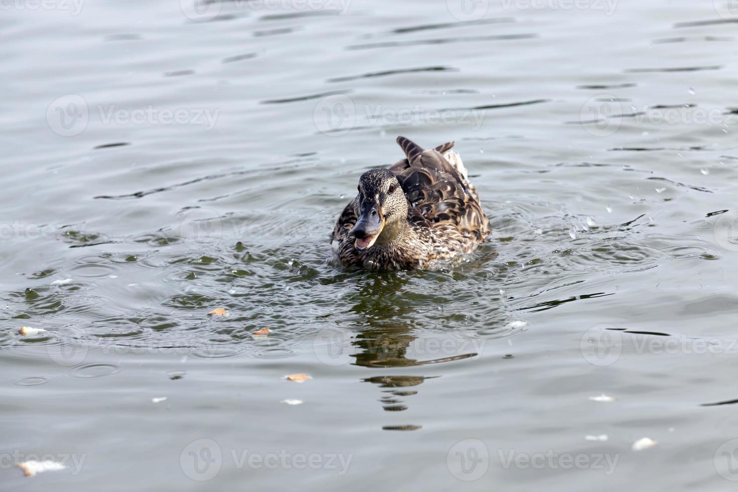 wild waterfowl ducks in nature photo