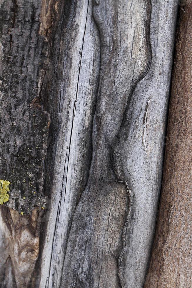 split in the trunk of a tree close up photo