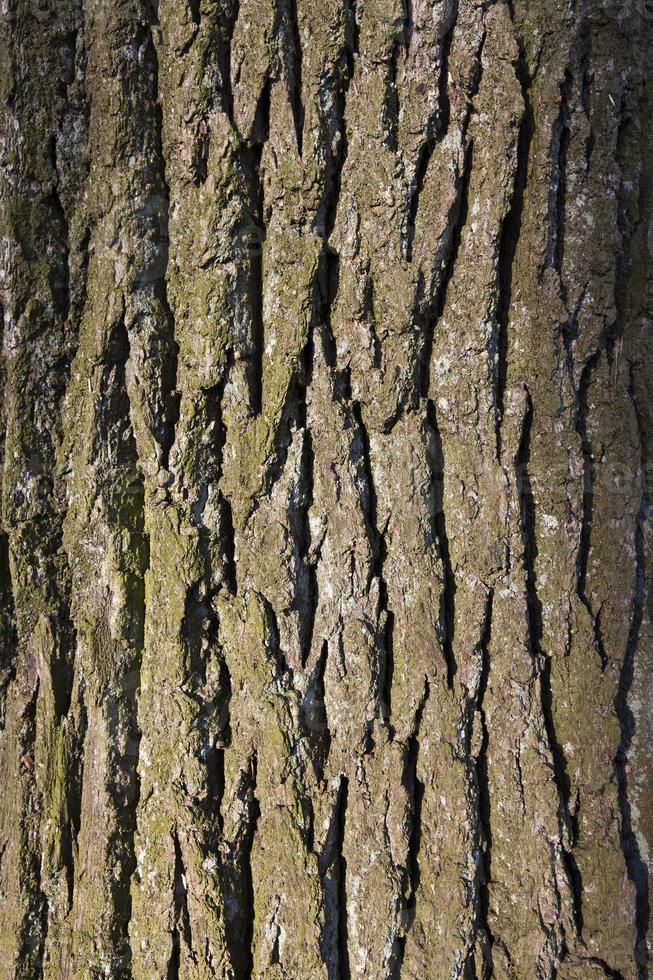 bark on the trunk of pine tree photo