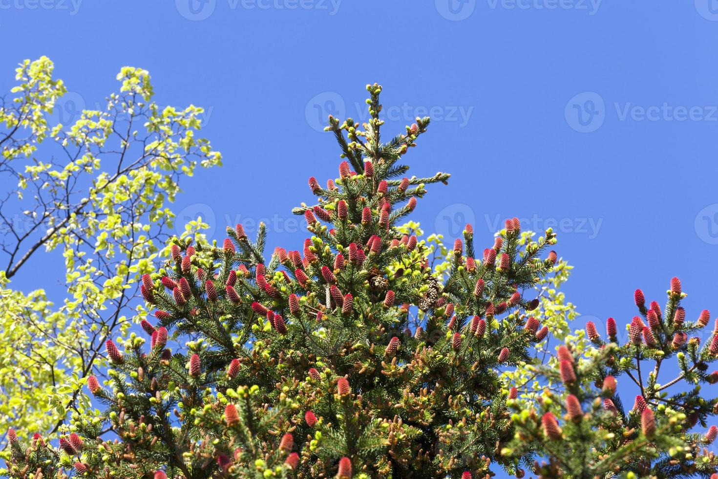 red-bumps-close-up-9445986-stock-photo-at-vecteezy